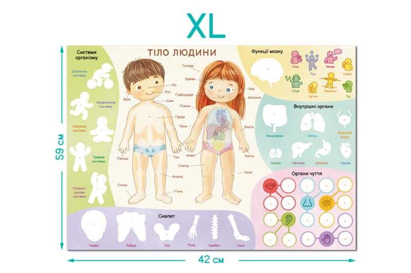 Навчальний постер з наклейками 300901 «Тіло людини» XL DoDo, фото 5