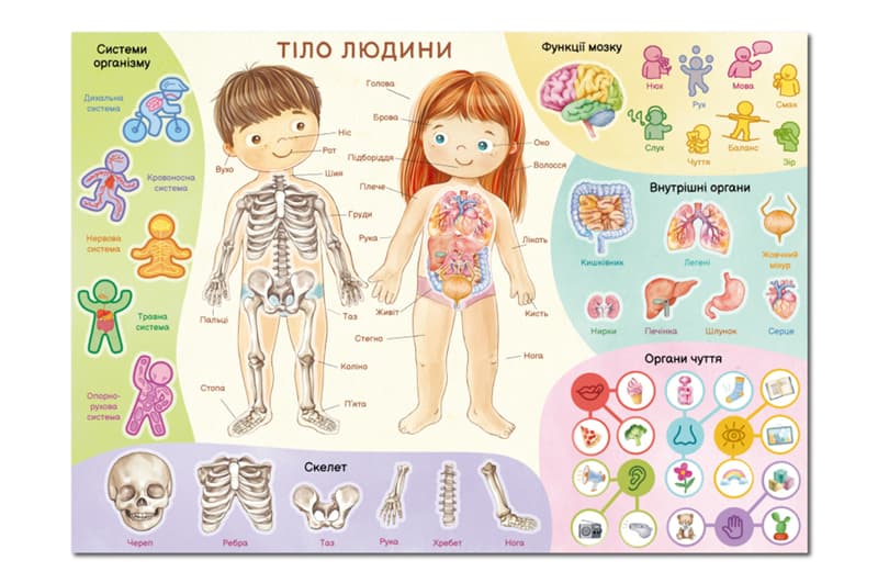 Навчальний постер з наклейками 300901 «Тіло людини» XL DoDo, фото 2
